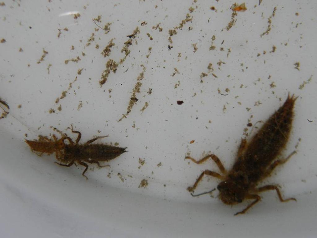 Salamandre gennaiole